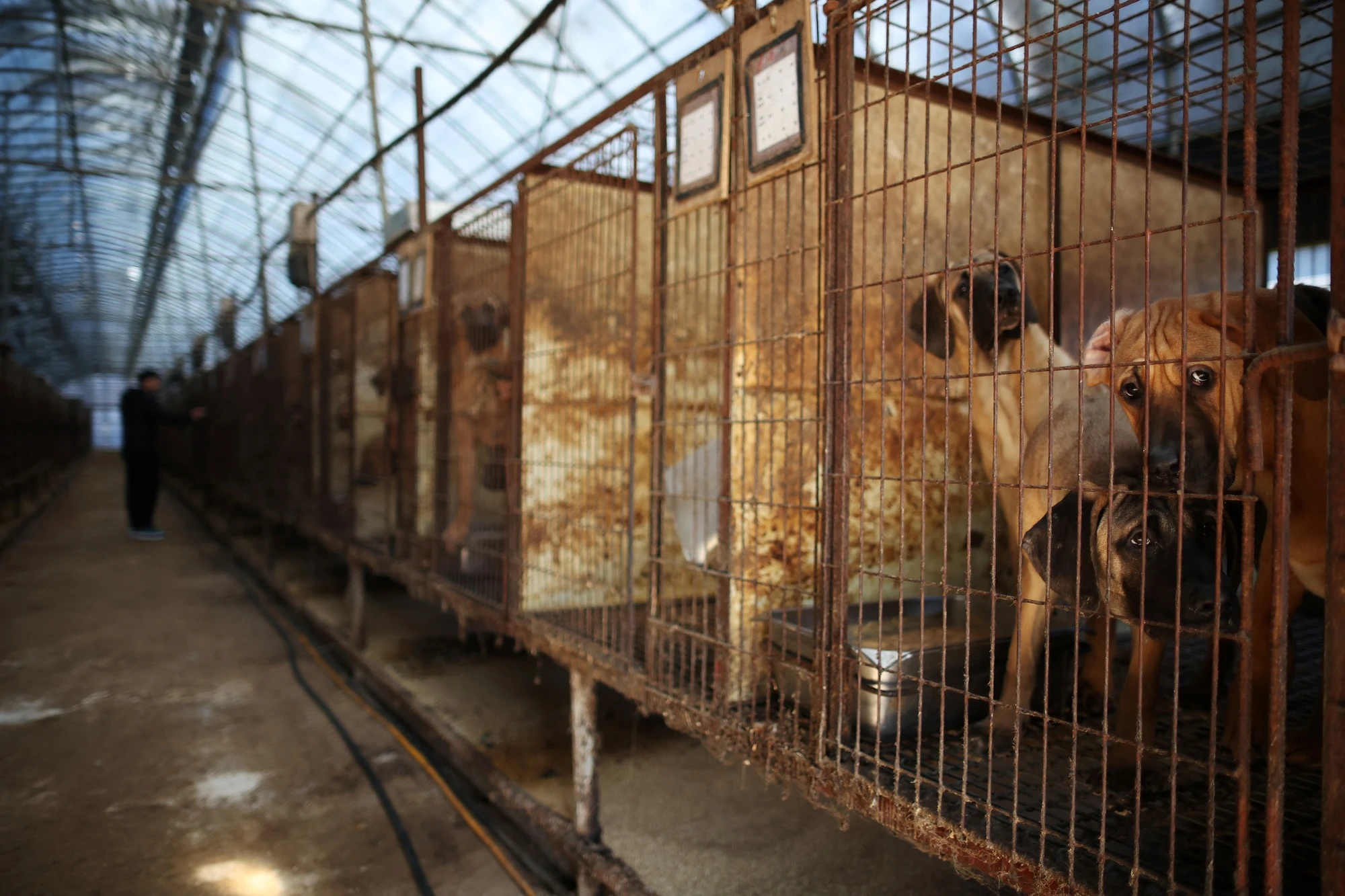 2023-11-24t071605z1924627897rc2eh4aazilhrtrmadp3southkorea-dogs-17008208935292069934434.webp