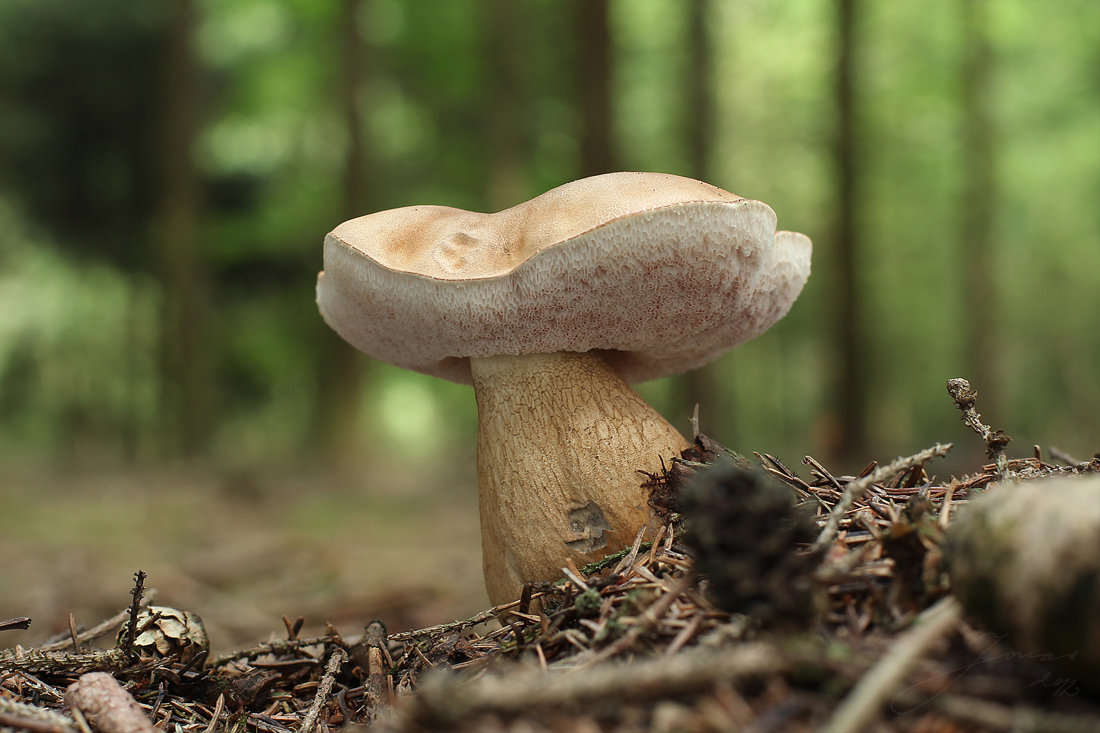 4e50bb45-502b457d-805a-1d5a40b9.jpg
