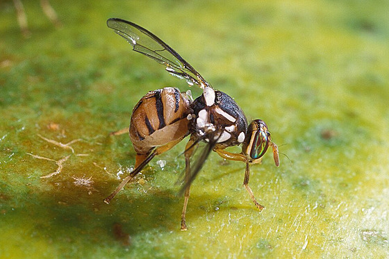 AOC54b31d6d75_Bactrocera_dorsalis.jpg