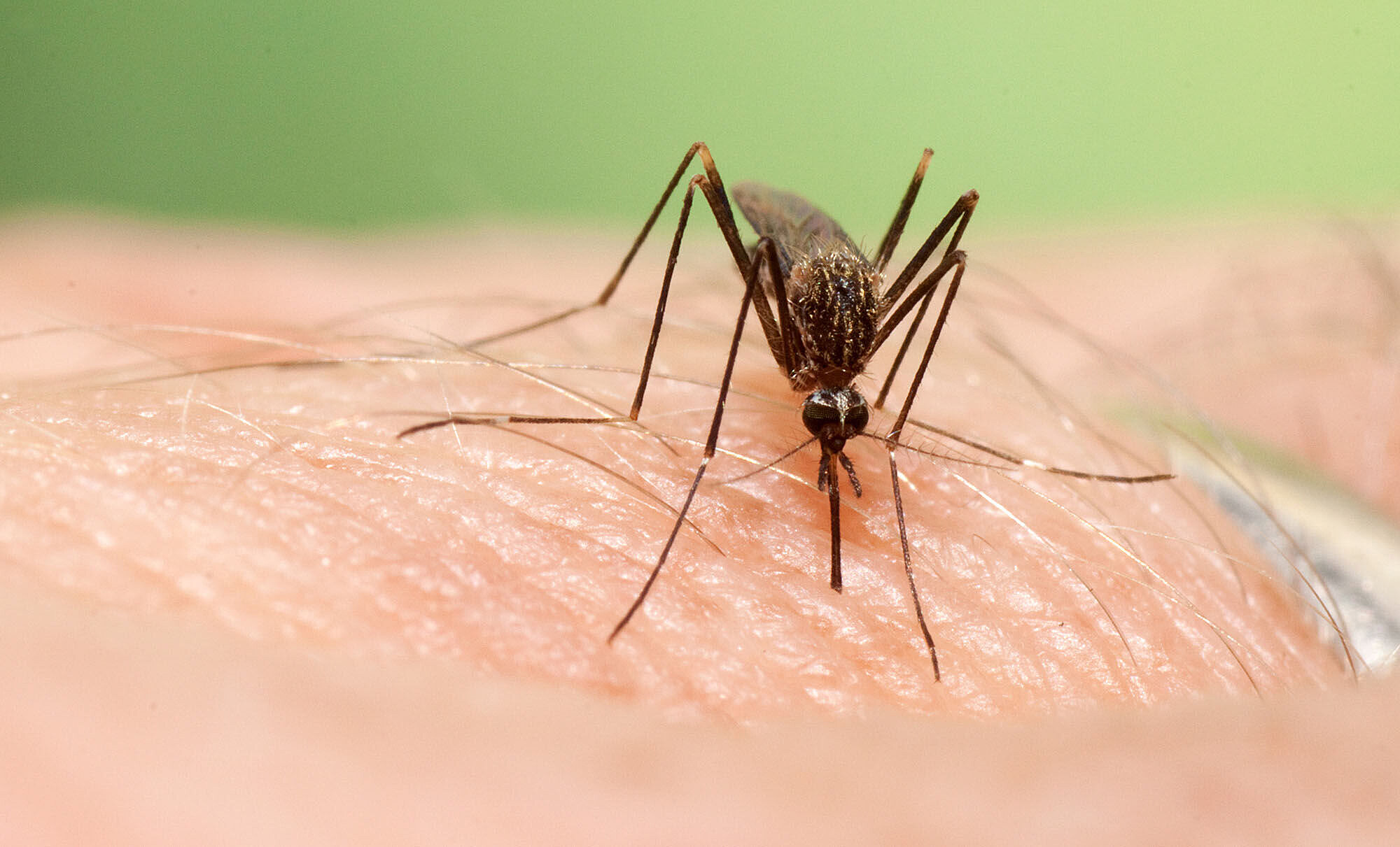 DMK4c7835e74c_Aedes_japonicus_B.jpg