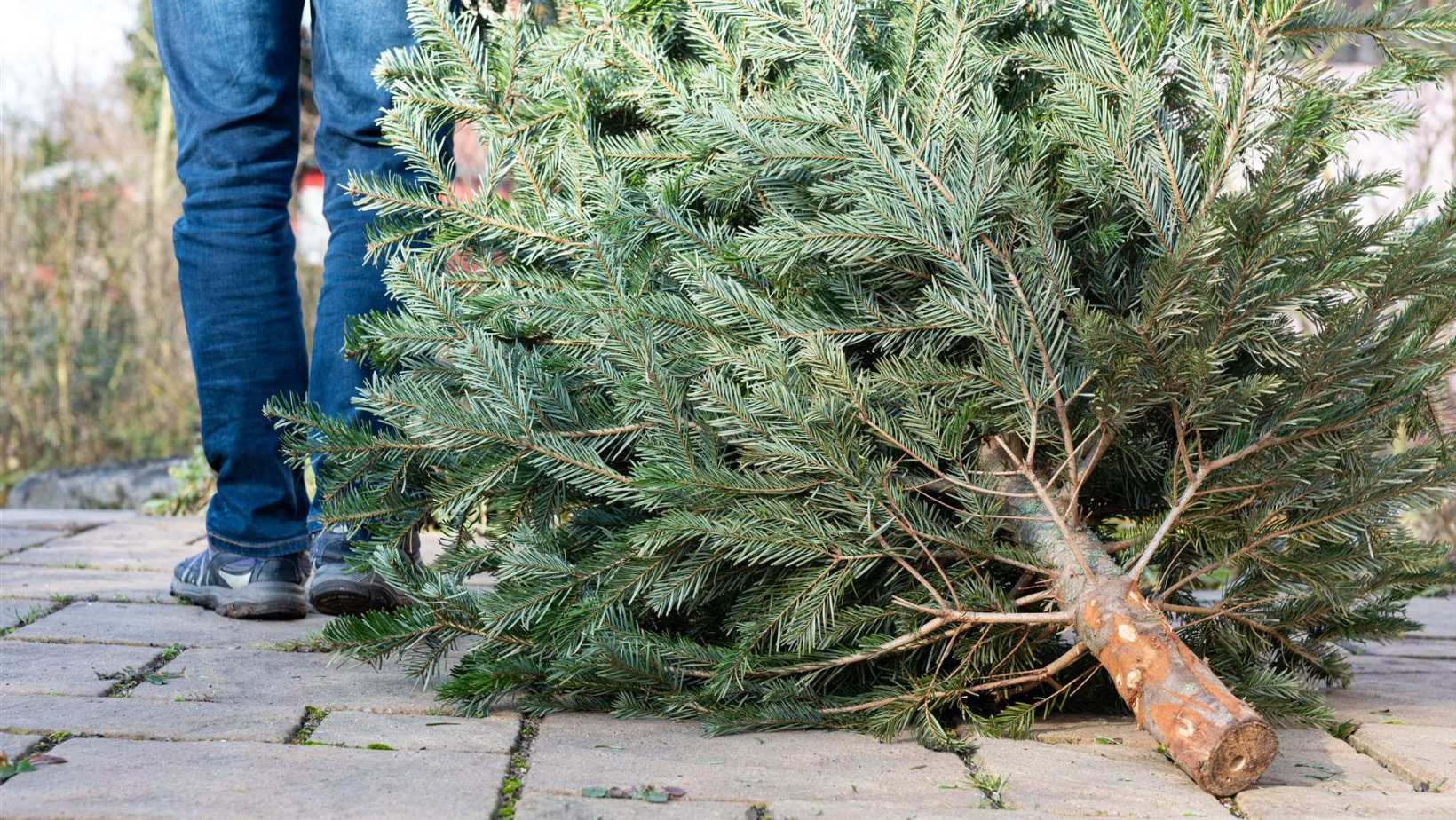Dispose-Christmas-Tree-in-prague.jpg