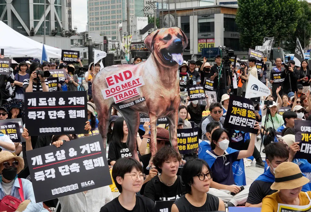 Han-Quoc-Chu-trai-doa-tha-rong-2-trieu-con-cho-gan-Van-phong-Tong-thong-south-korea-dog-meat-protest-1700836207-944-width1024height698.jpg