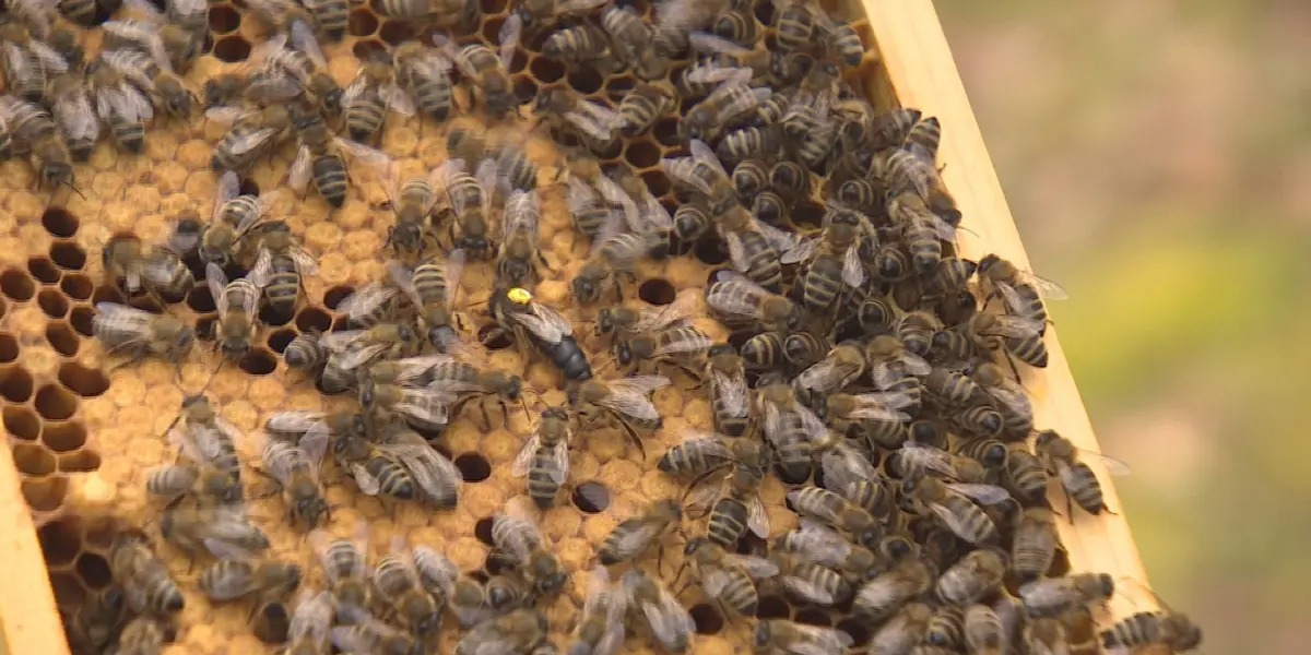 MWZkYjFjMzk3OWEzZTc5Nz6fj1q5c4Op.jpg