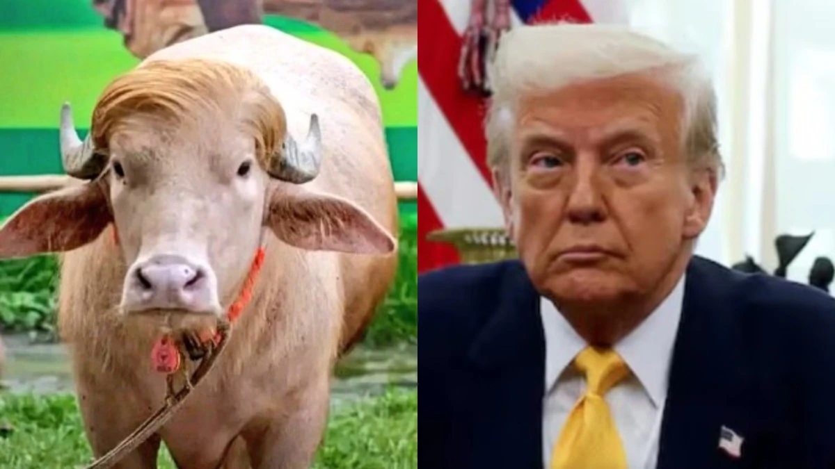 Trâu trump.webp