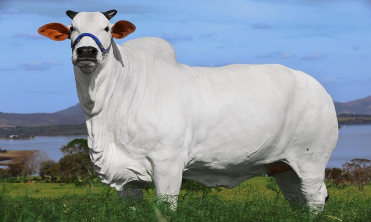 VNE-Cow-2821-1706171160.jpg