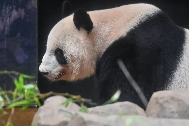 afp--20240928--36h88k6--v1--highres--japanchinadiplomacyanimalpandas-24091394454069810927588.webp