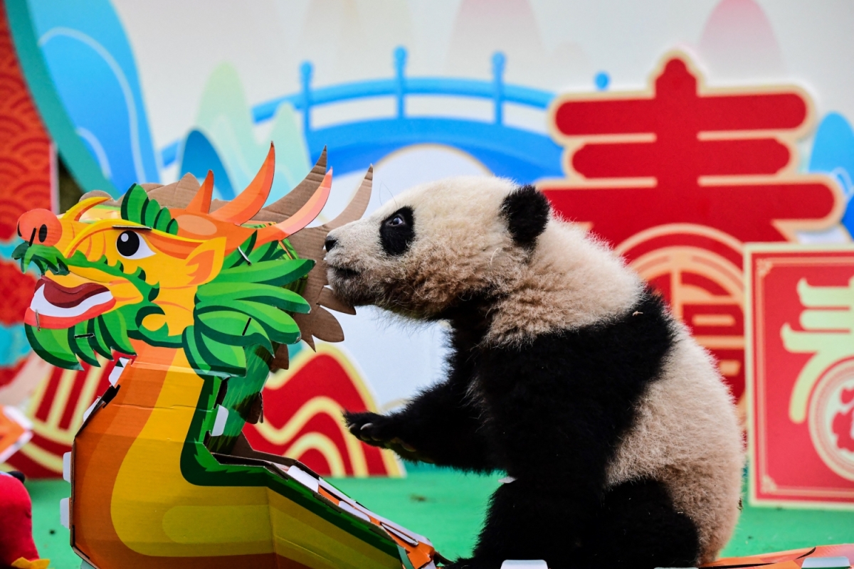 anh-cat-AFP-20240206-34HR6QD-v2-HighRes-ChinaLunarNewYear-1707444971.jpg