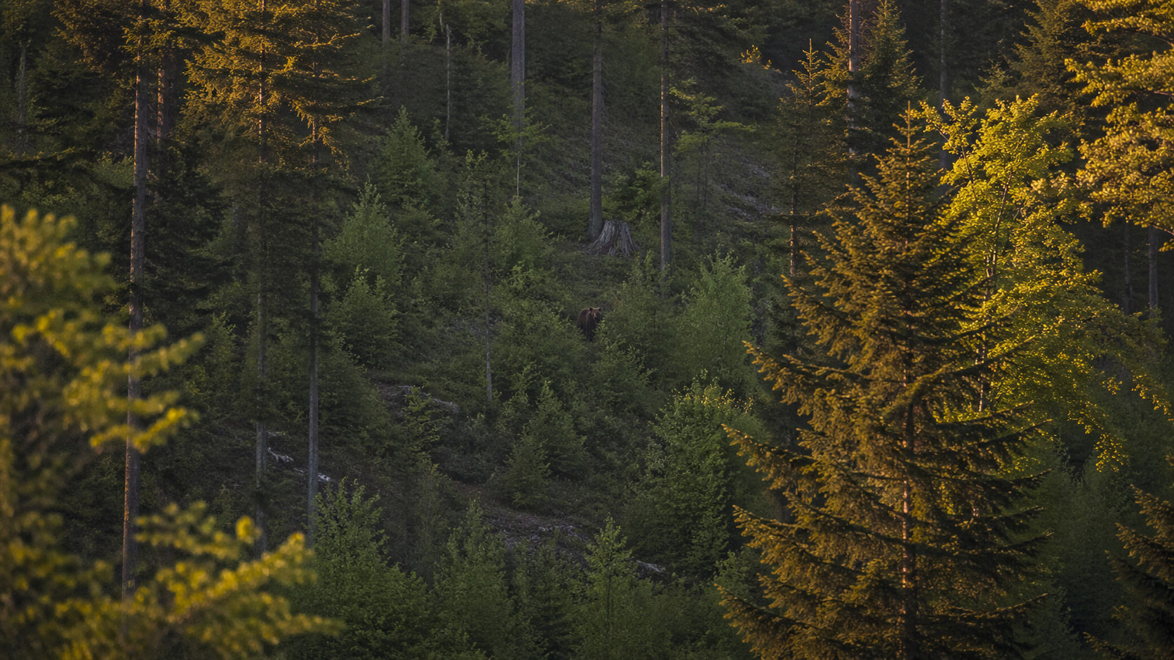 bear.png