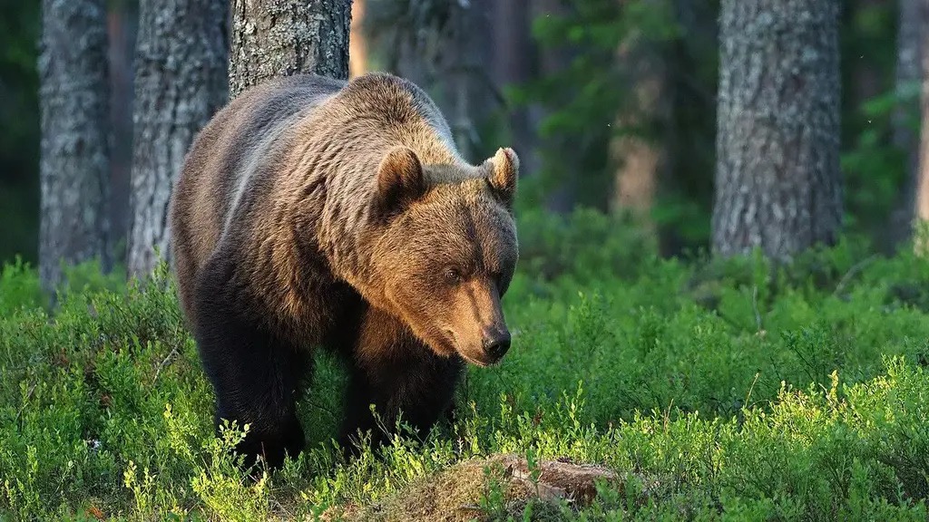 bear.jfif