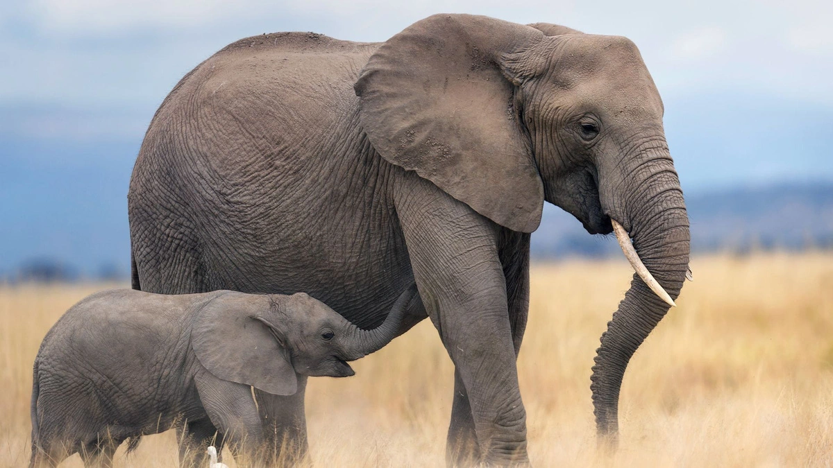 clean-namibia-to-kill-wildlife-a-17249004981821065472178.jpg.webp