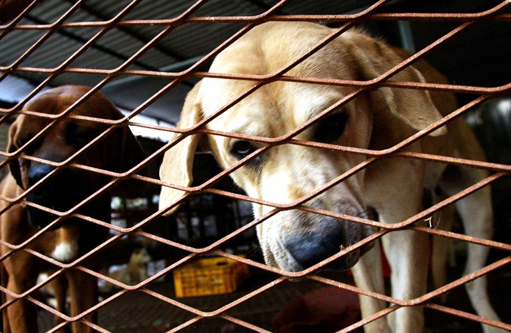 dog-1723081604338282670141.jpg.webp