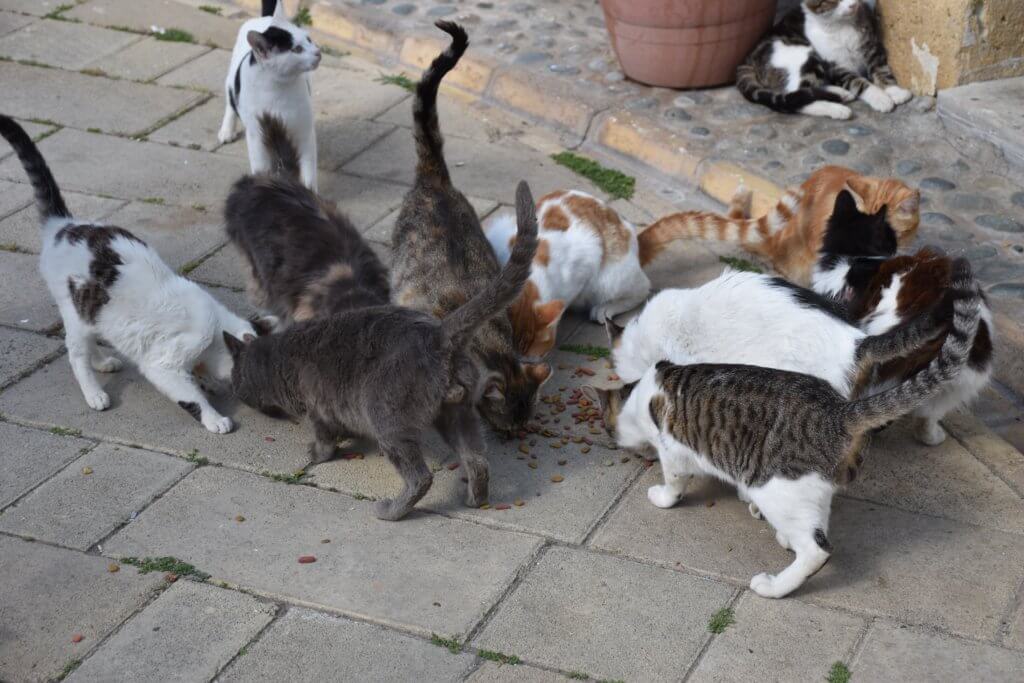 group-of-cats-7Q3E8PL-1024x683.jpg
