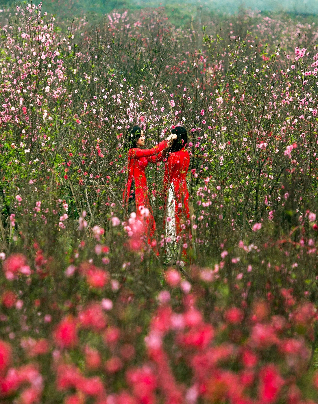 hai-co-gai-mac-ao-dai-dao-choi-vuon-dao-o-ha-noi-anh-marcus-lacey-1-17072059136841564497546 (1).webp