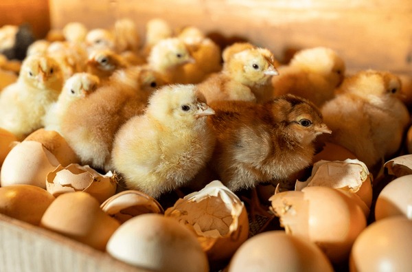 hatching-eggs-incubator-group-small-600nw-2285255775-17320730777371052311275-1732074931482-17320749316621726559656.jpg