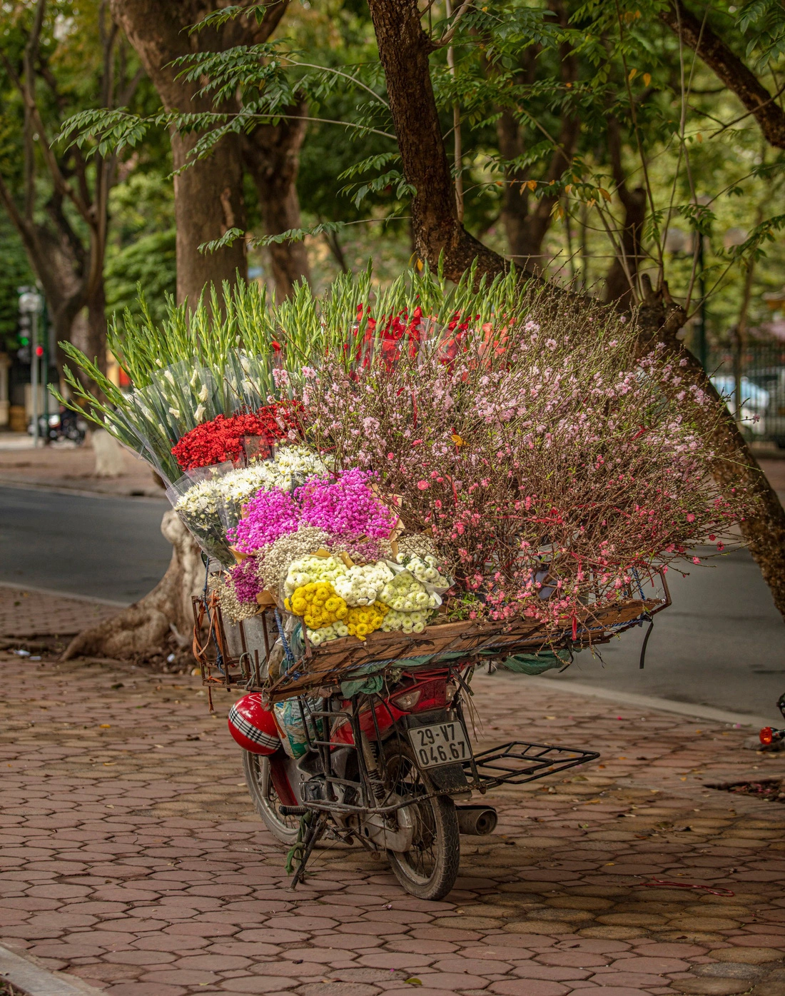 hoa-xuan-ha-noi-anh-marcus-lacey-1-1707205913686863277079 (1).webp