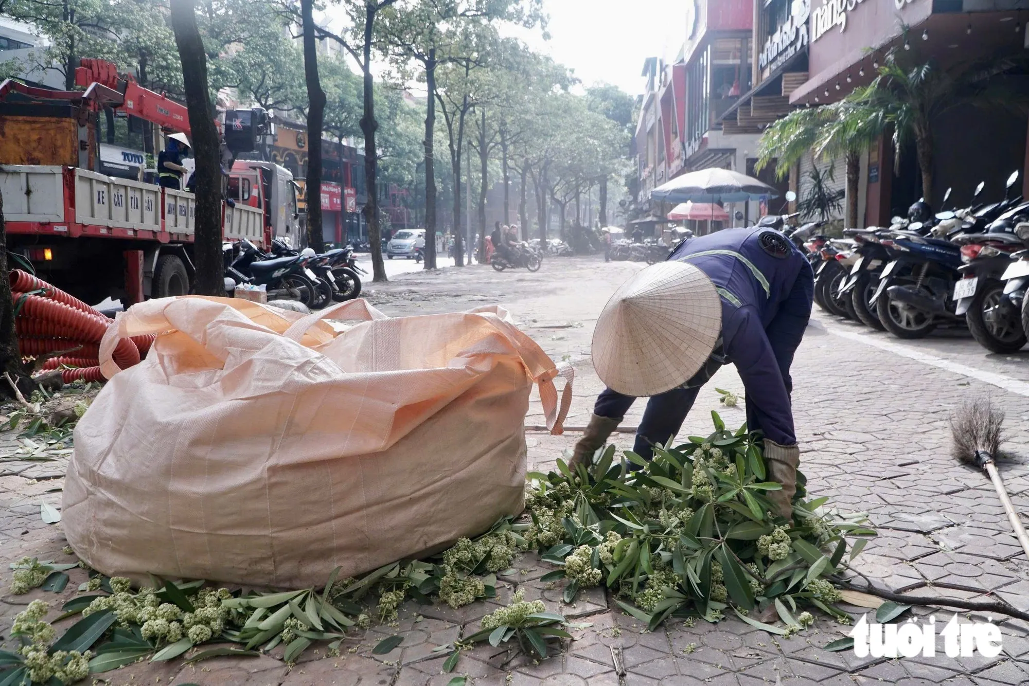 Bà Ngần, công nhân, cho biết lần đầu tiên trong cuộc đời làm nghề bà chứng kiến việc cắt tỉa từng chùm hoa sữa - Ảnh: PHẠM TUẤN