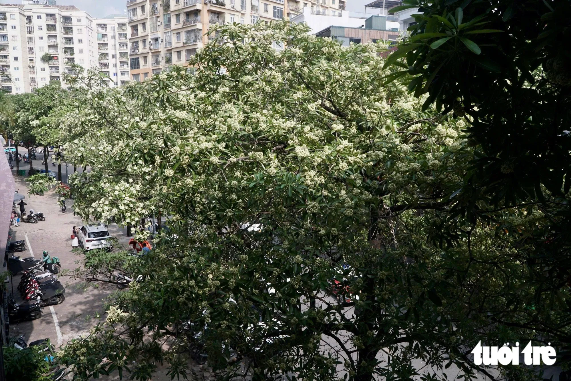 Hàng cây hoa sữa dày đặc trên đường phố Hà Nội - Ảnh: PHẠM TUẤN