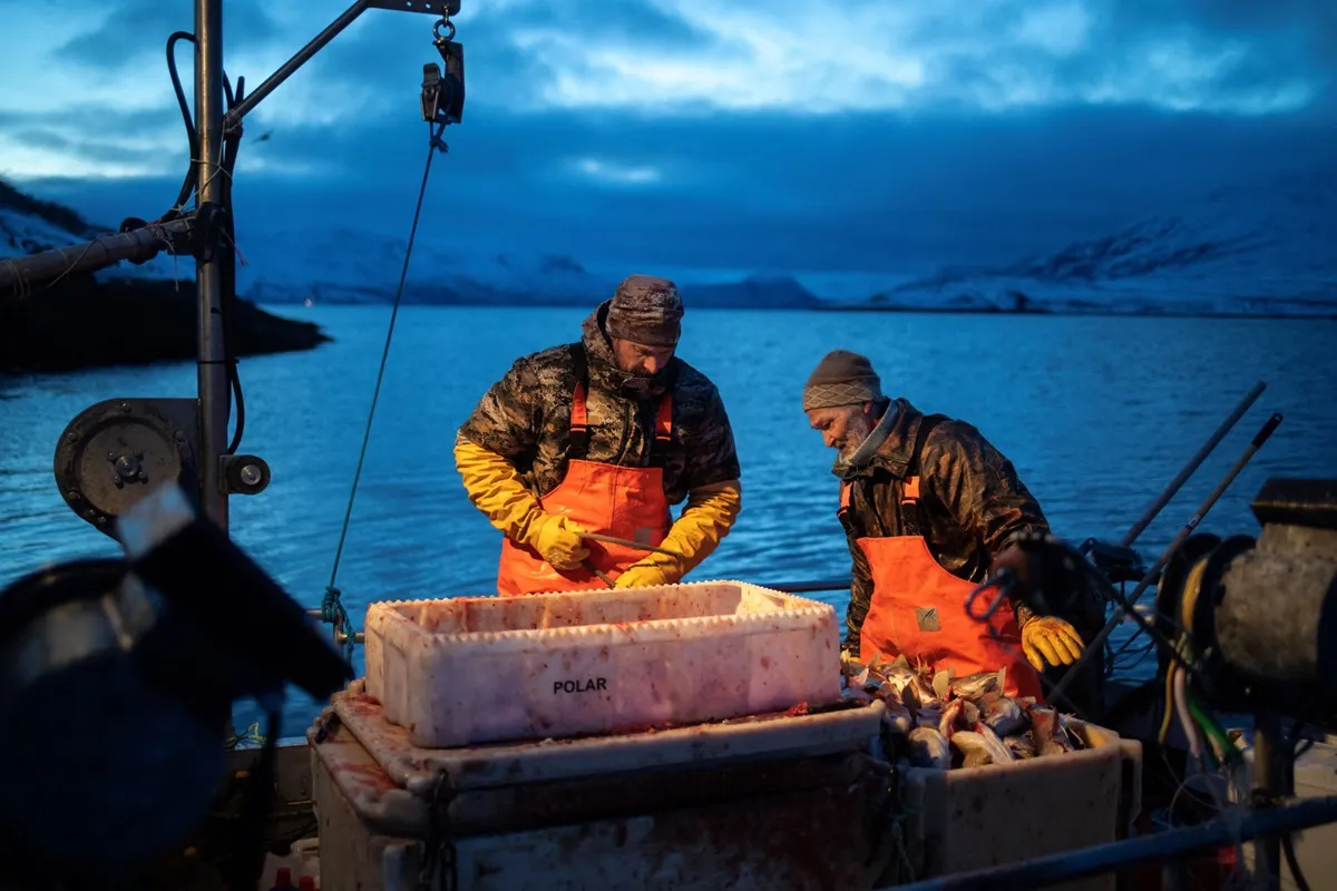 Ngư dân làm sạch cá tuyết trên tàu đánh bắt ở vùng biển Kapisillit, phía tây nam Greenland.