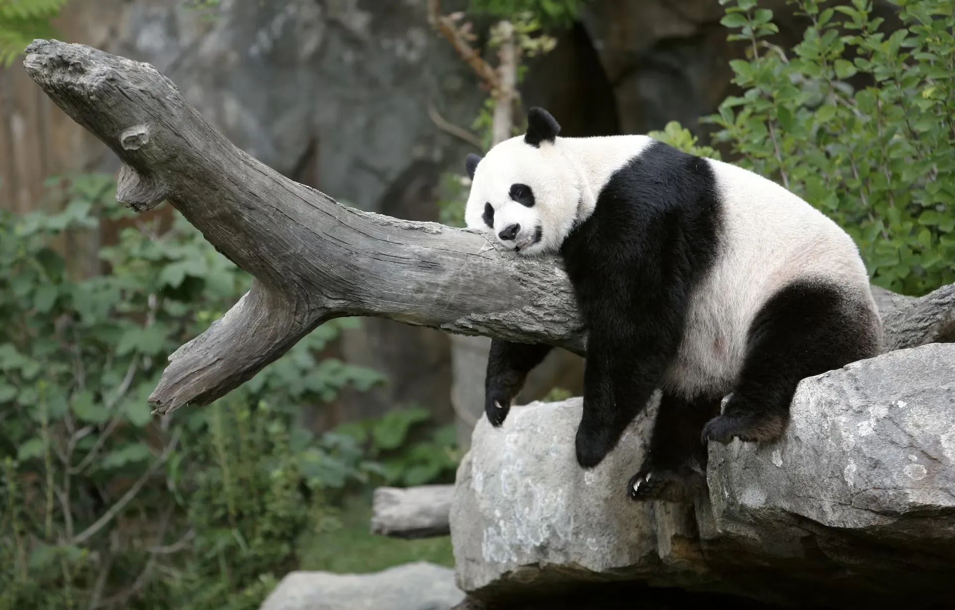 Gấu trúc lớn Mei Xiang đang ngủ trưa tại Vườn thú Quốc gia ở Washington ngày 23-8-2007 - Ảnh: REUTERS
