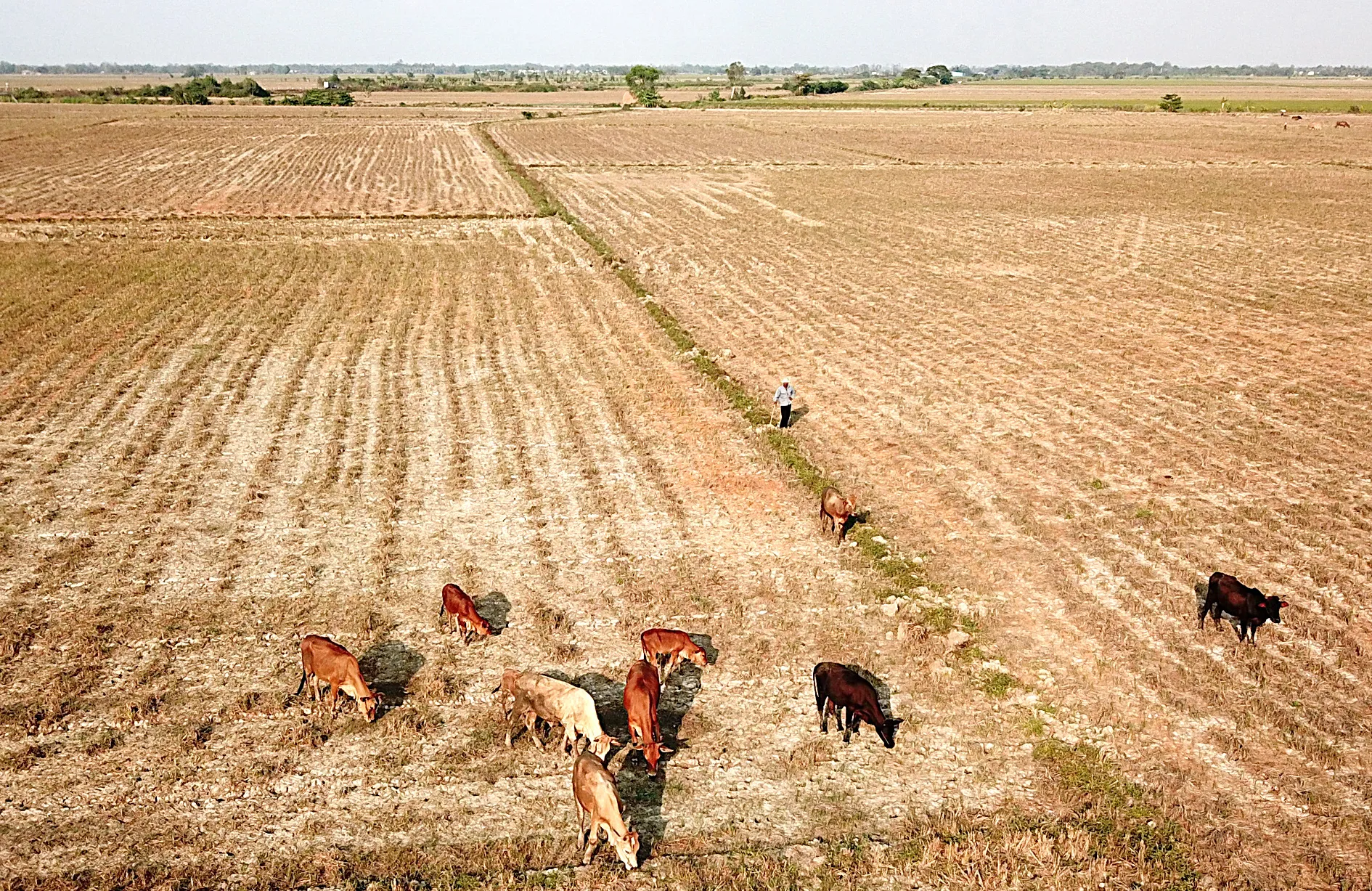 Khu vực Tây Nguyên và Nam Bộ đối mặt với hạn hán trong mùa khô 2026-2027 do El Nino rất mạnh - Ảnh: CHÍ QUỐC