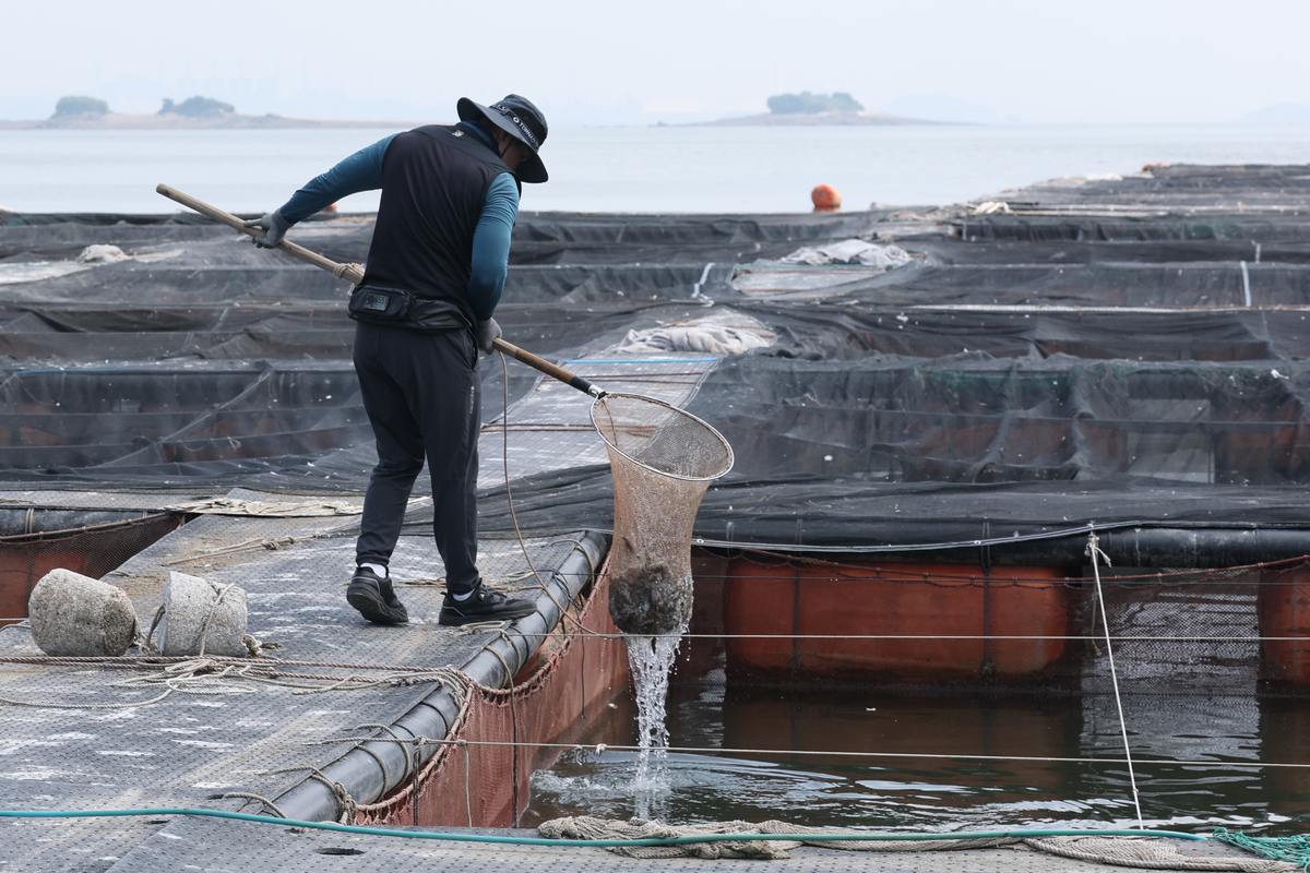 Ngư dân vớt những con cá chết do nước ấm lên tại một khu nuôi cá lồng ở Taean, tỉnh Nam Chungcheong, Hàn Quốc hôm 6-8 - Ảnh: Yonhap News
