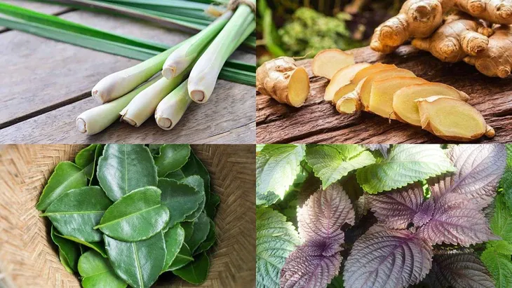 Trong Y học cổ truyền lá tía tô thường được dùng trong trường hợp cảm mạo phong hàn, biểu hiện như sợ lạnh, nghẹt mũi, chảy nước mũi trong, đau đầu, ho nhẹ, ít hoặc không ra mồ hôi - Ảnh minh họa