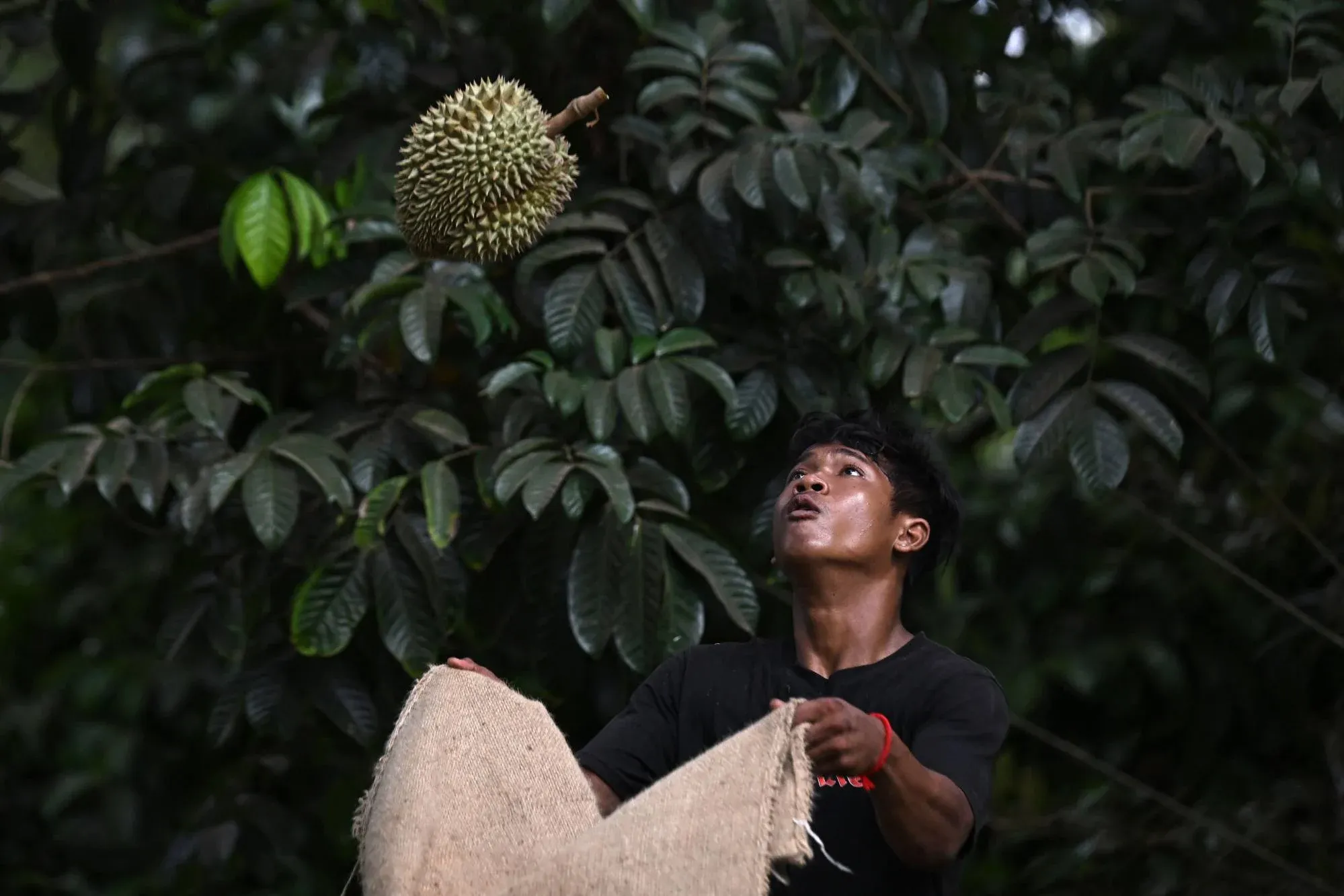 Một công nhân làm việc tại trang trại sầu riêng ở tỉnh Chanthaburi, miền đông Thái Lan - Ảnh: AFP