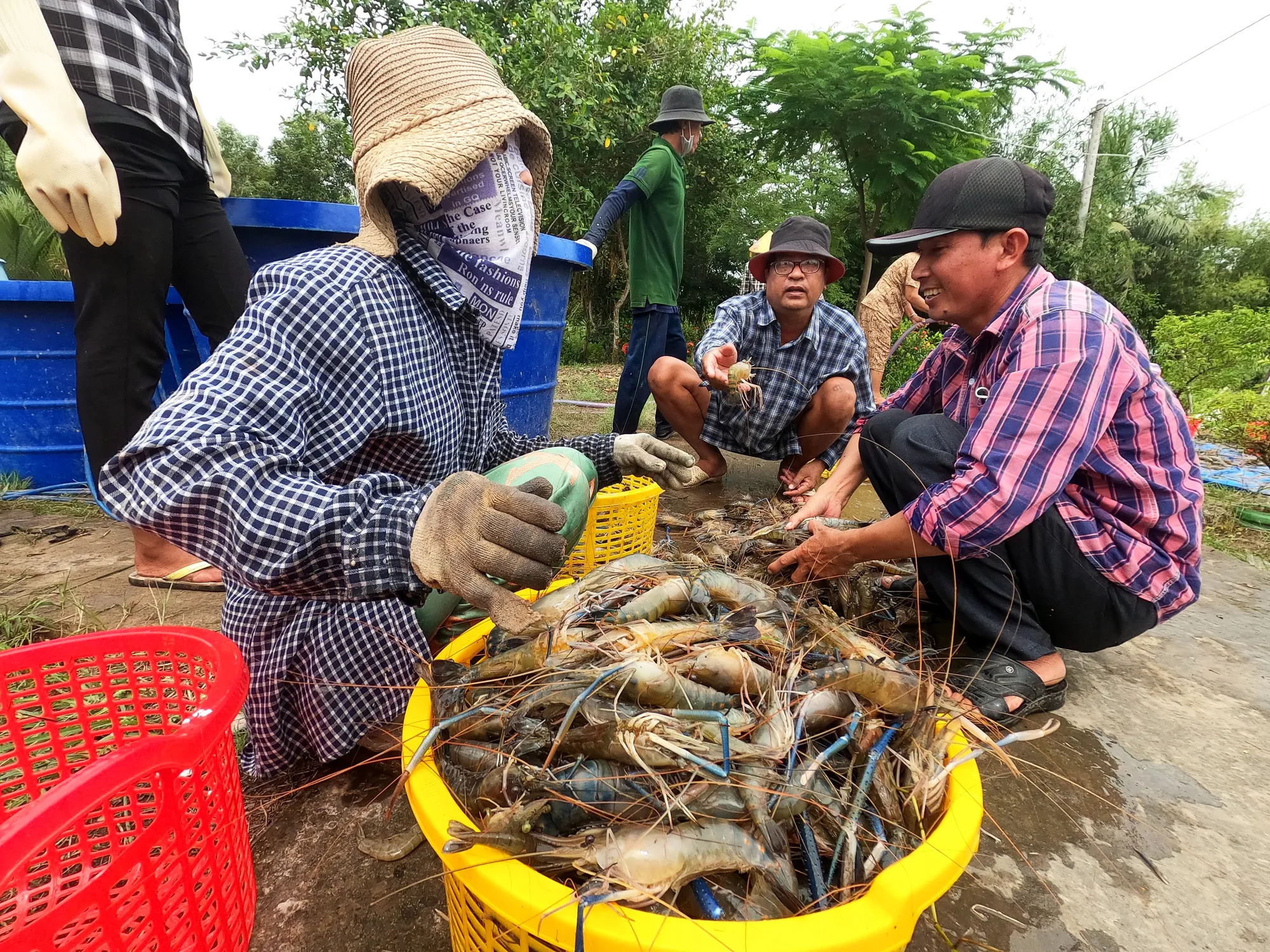 Người dân thu hoạch tôm càng tại Cà Mau - Ảnh: THANH HUYỀN