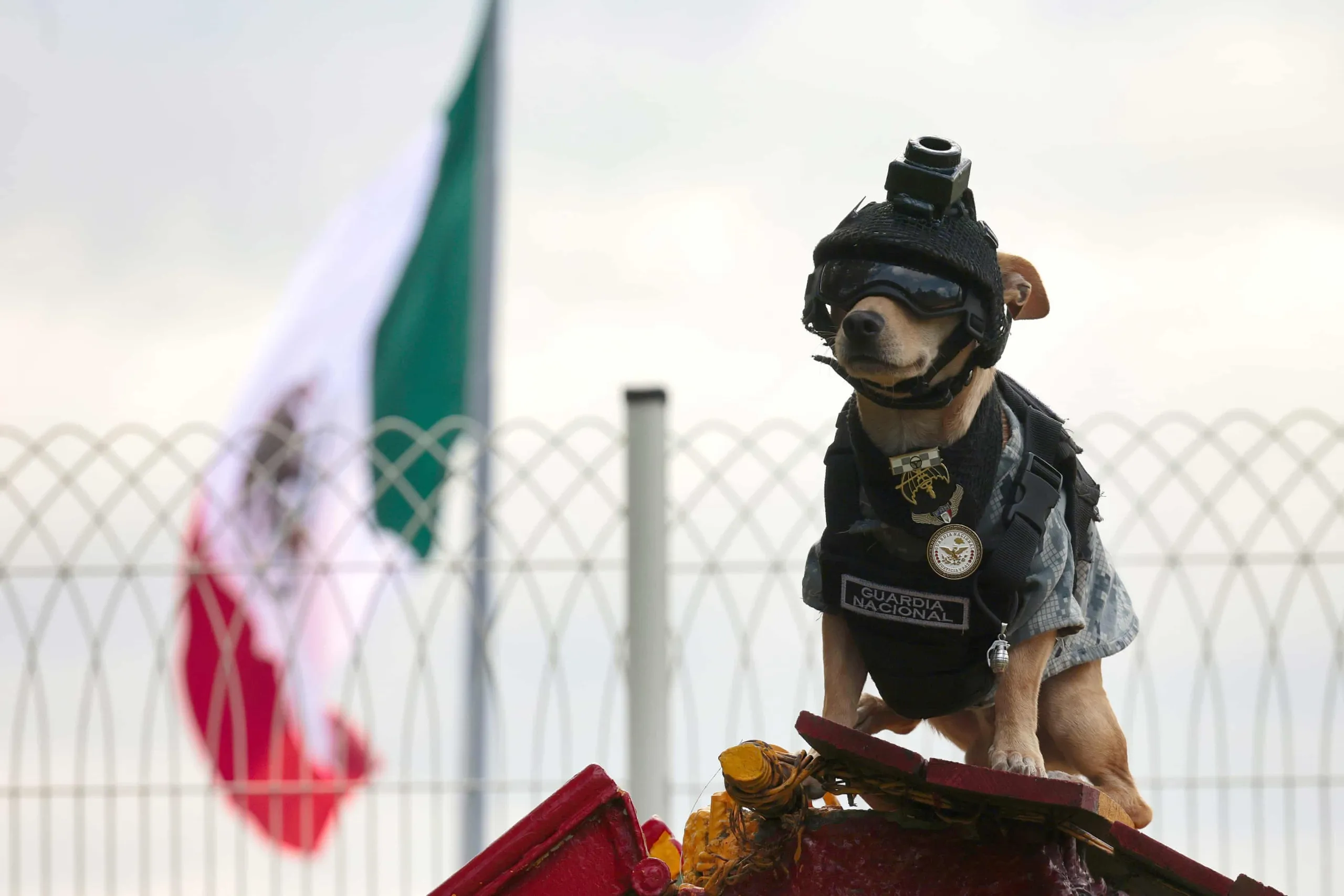Chú chó Chihuahua nhỏ xíu tên Comando, thành viên Lực lượng Vệ binh quốc gia Mexico, trổ tài trong buổi biểu diễn tại doanh trại quân đội số 1A ở thành phố Naucalpan - Ảnh: EPA