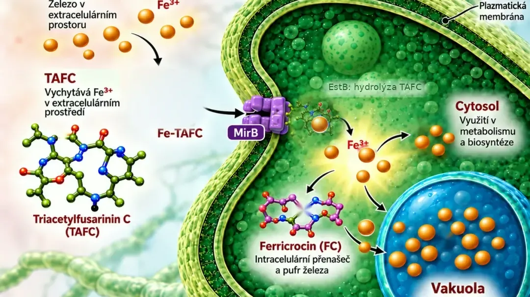 Video minh họa cho thấy nấm vi thể Aspergillus fumigatus, vốn gây tổn hại nặng cho cơ thể, lấy và sử dụng sắt cần thiết cho sự phát triển và tồn tại của nó.