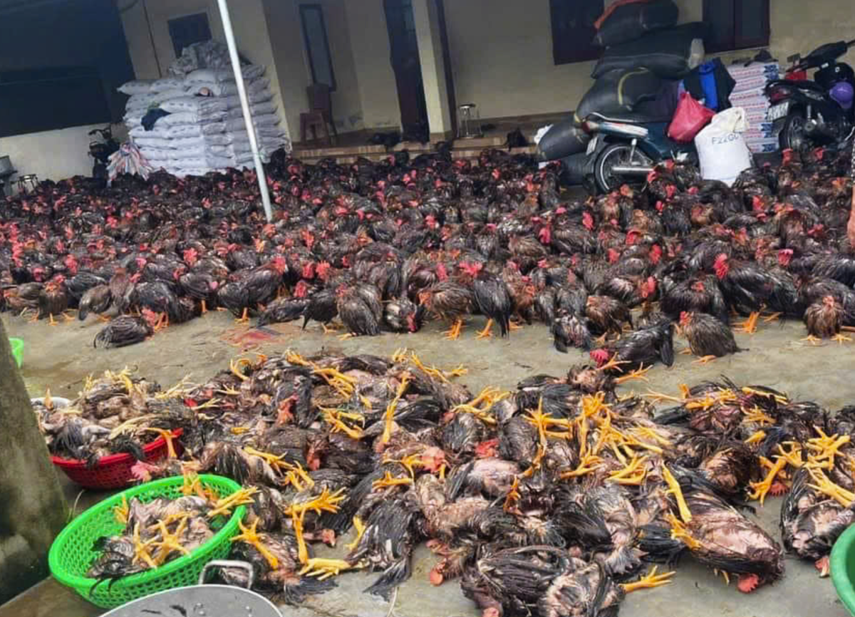 mua-lu-nghe-an-doan-hoa3-1727065561541573814664.webp