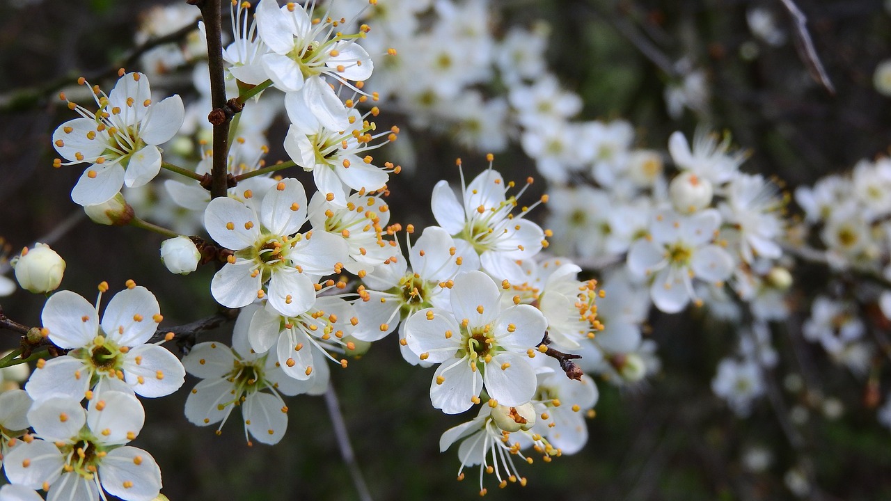 prunus-spinosa-2308289_1280.jpg