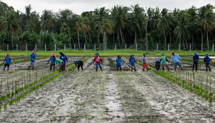 rice0602-1707200747909643928050.webp
