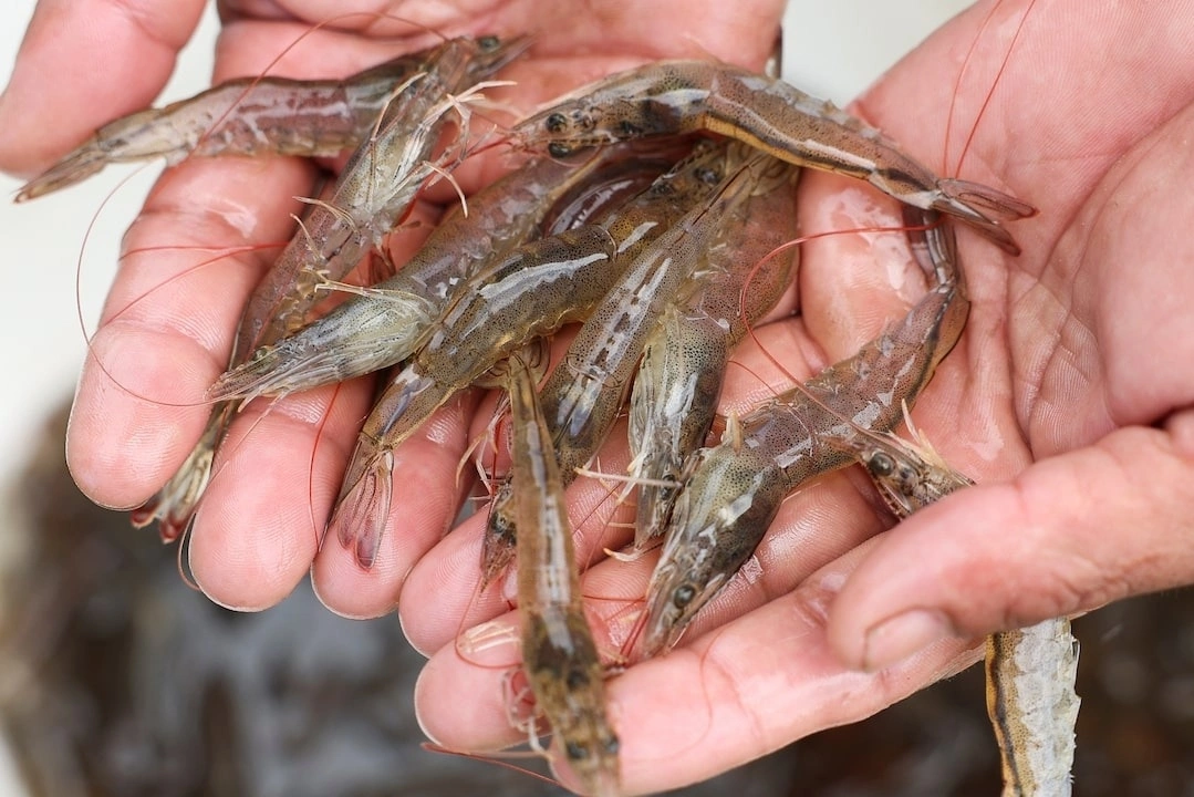 shrimp-1754470218-2583-1754470401.webp
