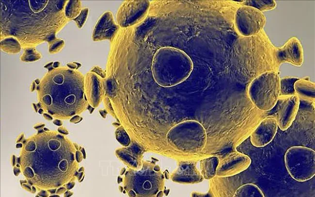 virus-sars-cov-2-160824-13324171152392996855112-10835756033866755266809.webp