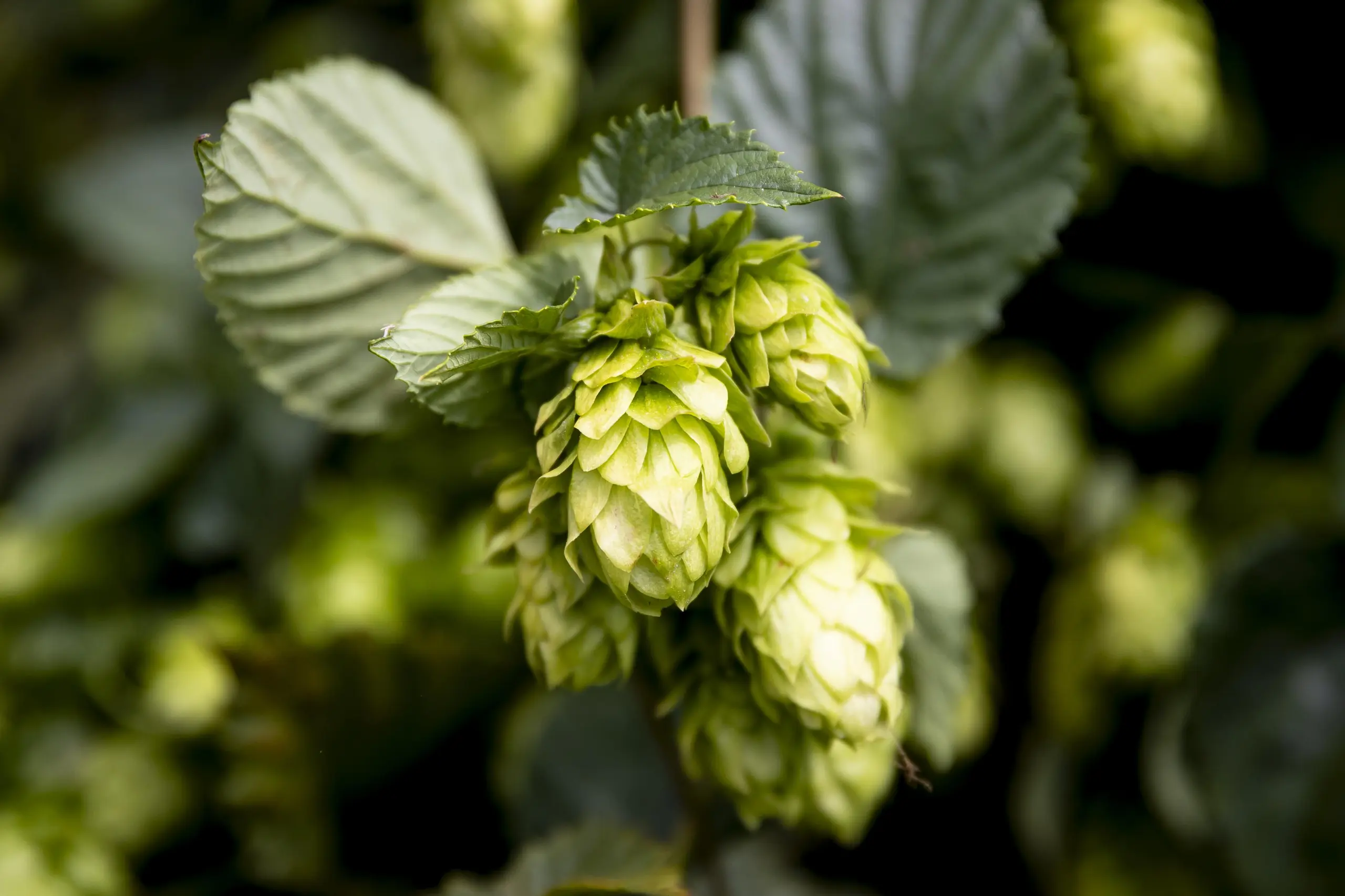 zatec-zatecko-chmel-pivo-zatecky-cervenak-tradice-zemedelstvi-sklizen-vyroba.webp