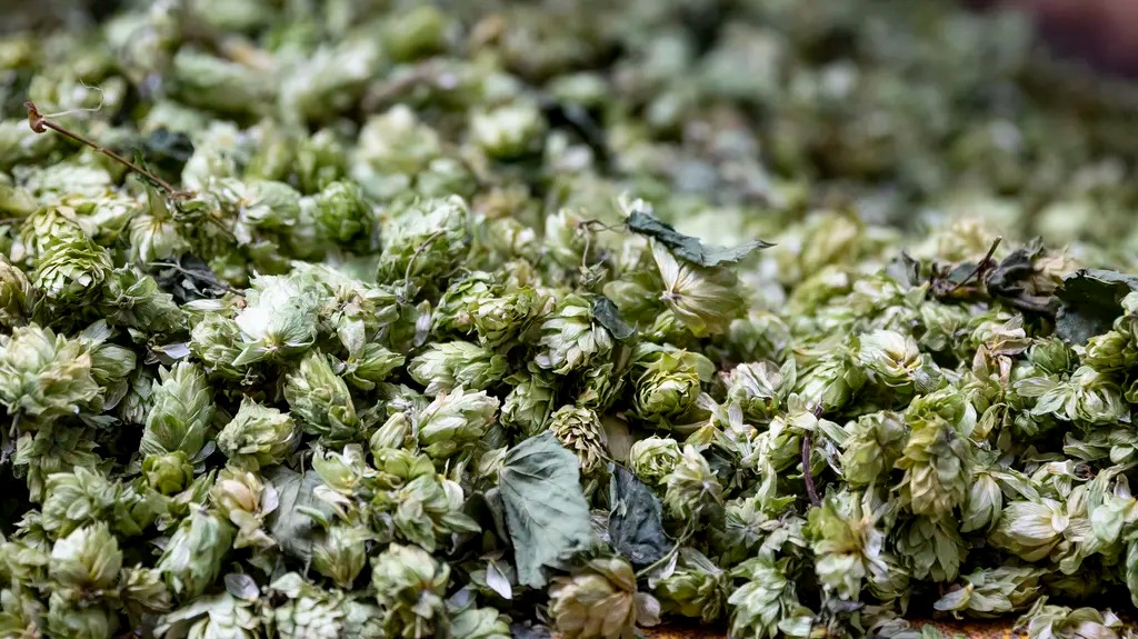 zatec-zatecko-chmel-pivo-zemedel.jpg